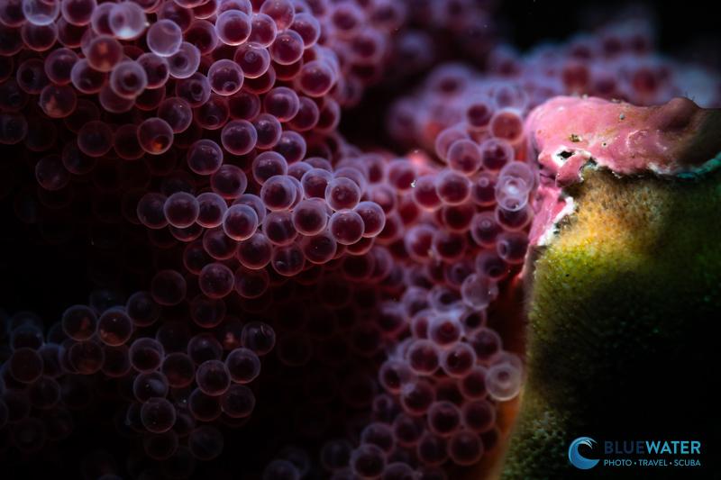 Creative lighting in a photo of Cabezon eggs with the Marelux SOFT Lite 2.0