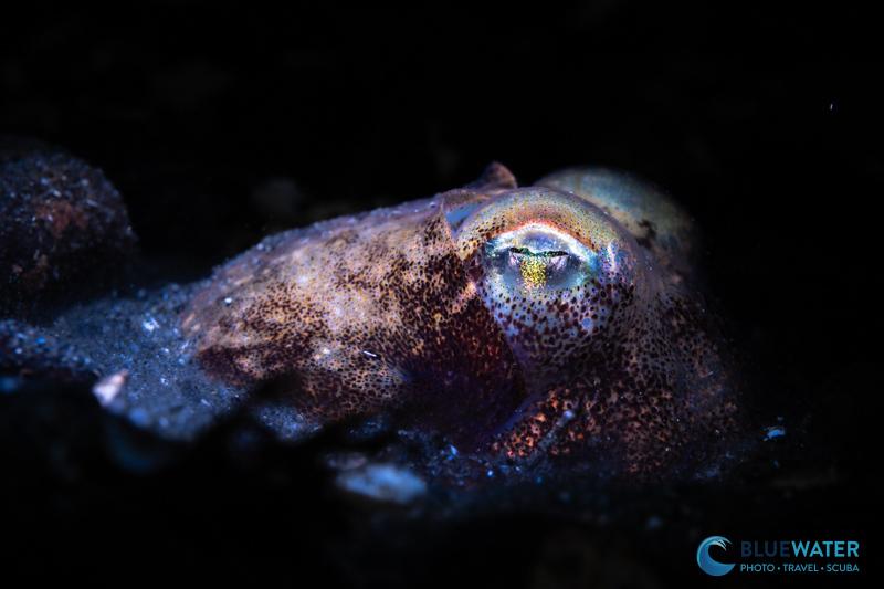 A stubby squid photographed with the Marelux SOFT Lite 2.0 