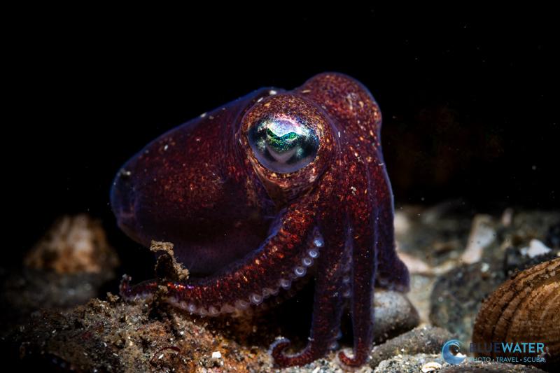 A stubby squid photographed with the Marelux SOFT Lite 2.0
