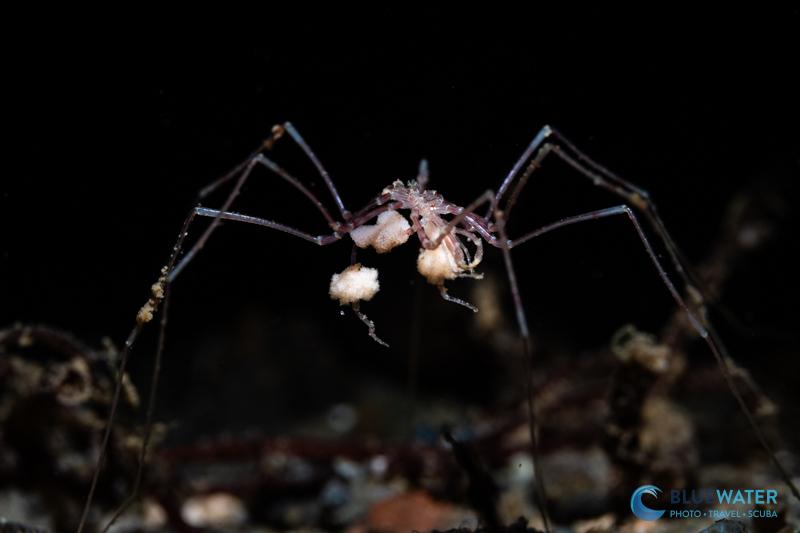 A sea spider photographed with the SOFT Lite 2.0 