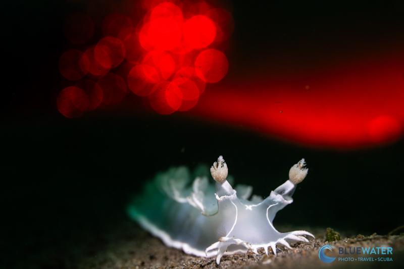 Red backlighting with the Bluewater 3000