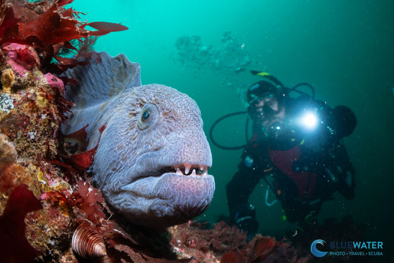Wolf Eel photographed with Sea & Sea YS-D130R
