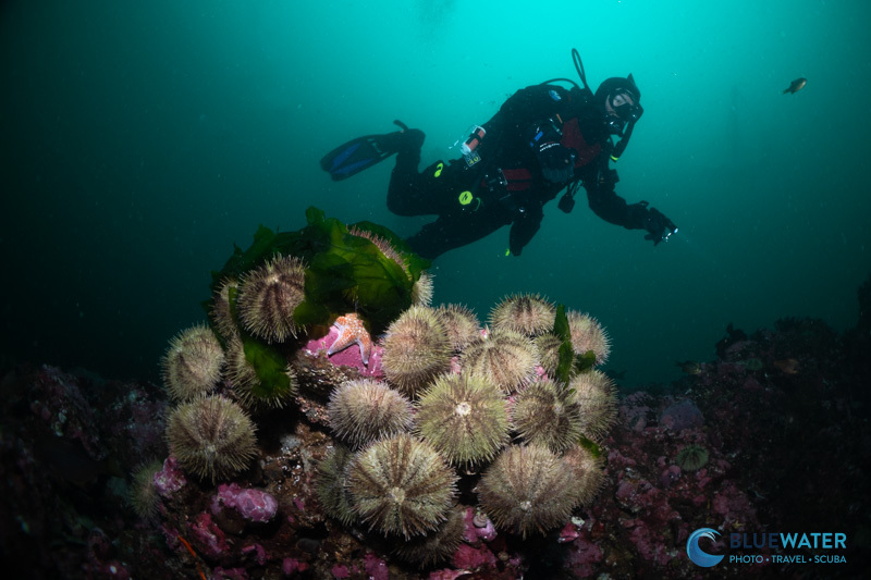 Sea urchins photographed with the YS-D130R