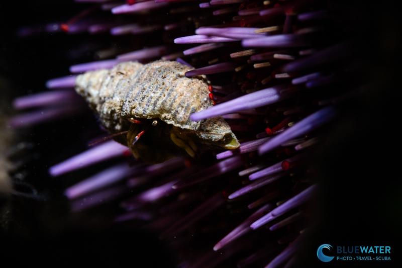 A hermit crab hides amongst urchin spines photographed with the Marelux SOFT Lite 2.0 