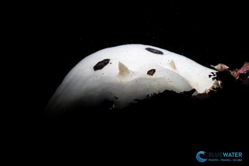 A Nudibranch Photographed with a Medium Beam on the Marelux SOFT Lite 2.0 