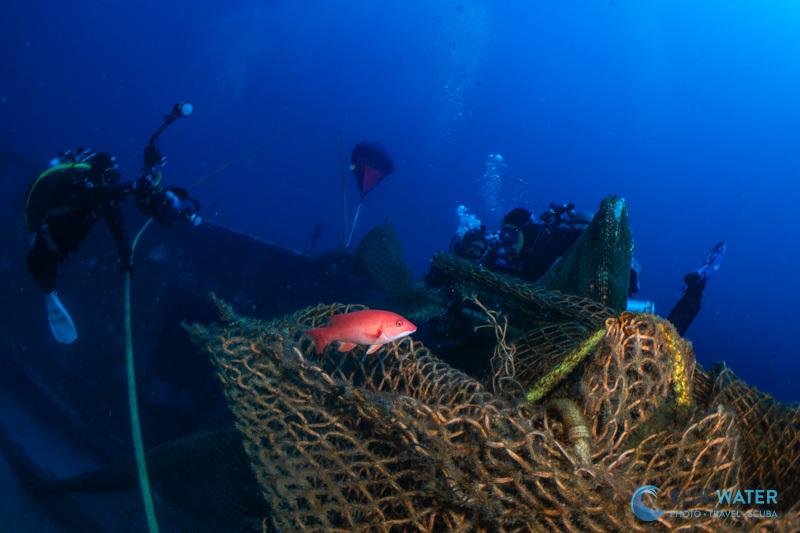 A female sheephead looks for protection amongst the net....not realizing that it could lead to her death A female sheephead looks for protection amongst the net....not realizing that it could lead to her death