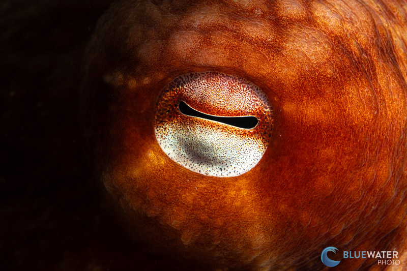 eye of an octopus