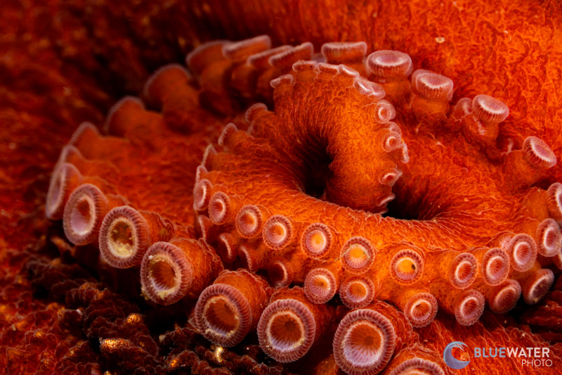 octopus tentacle