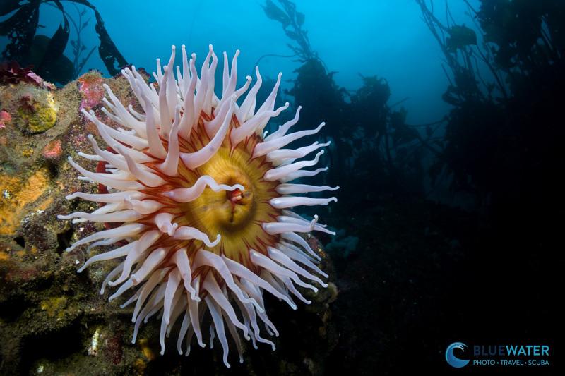 A fisheating anemone photographed with the Sony A7 V, Sony PZ 16-35mm lens, and dual Ikelite DS 232 strobes. ISO 500, f/13, 1/40