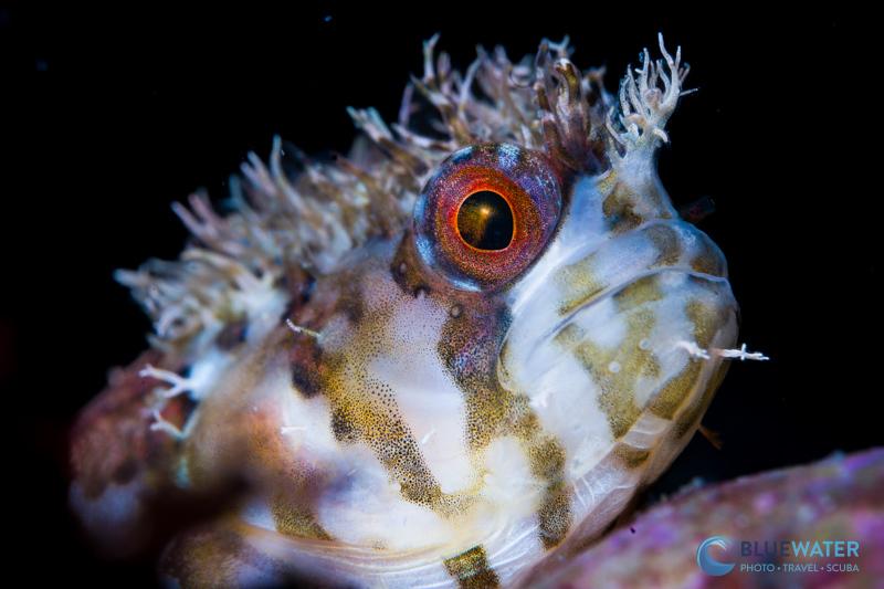 Mosshead warbonnet photographed with the Sony a7 V and the new Sony 100mm macro lens