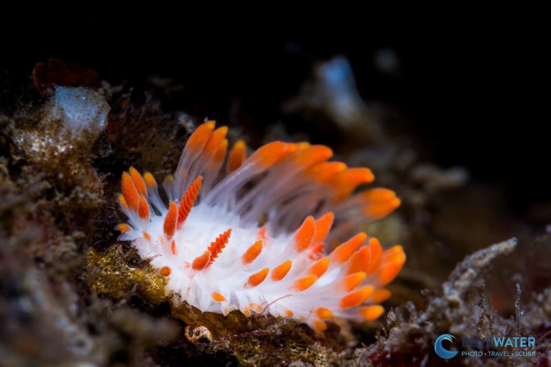 A nudibranch photographed with the Sony 100mm macro and the Sony A7 V 