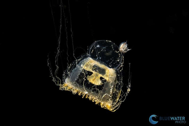 sony a9 iii blackwater jellyfish photo