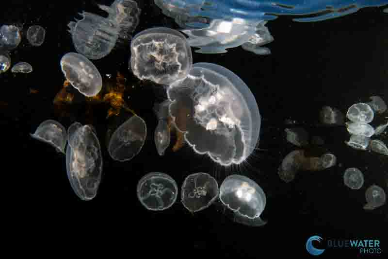 underwater jellyfish photo sony a9 iii bluewater photo