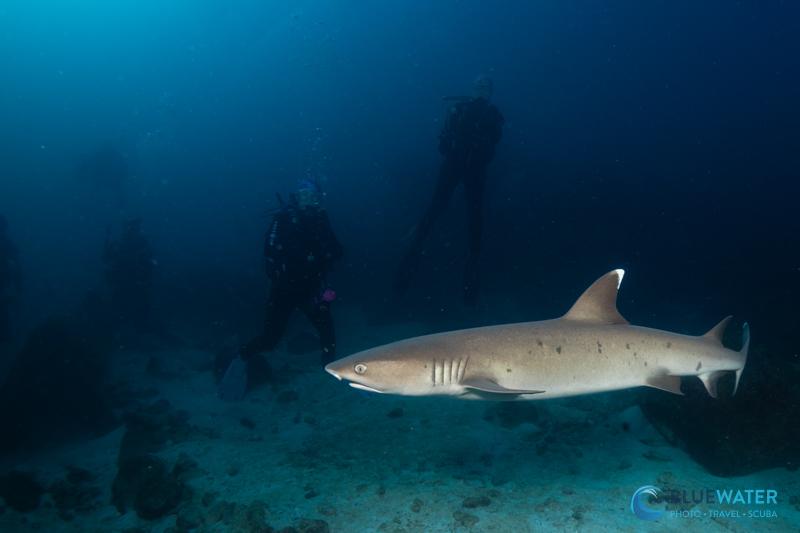 A white tip reef shark swims by divers in the Galapagos - photographed with the Canon EOS R6 Mark III A white tip reef shark swims by divers in the Galapagos - photographed with the Canon EOS R6 Mark III