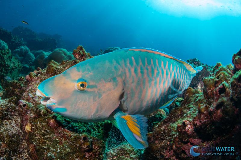 This parrotfish was captured with the Canon RF 7-14mm fisheye lens at 14mm This parrotfish was captured with the Canon RF 7-14mm fisheye lens at 14mm