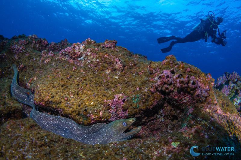 An eel and diver at Darwin Island, Galapagos photographed with the Canon EOS R6 Mark III An eel and diver at Darwin Island, Galapagos photographed with the Canon EOS R6 Mark III