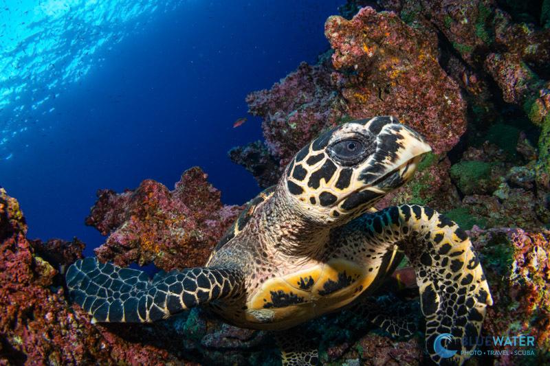 A hawksbill sea turtle photographed with the Canon EOS R6 Mark III in an Ikelite housing with the Canon 7-14mm fisheye lens. f/13, 1/100, ISO 320 A hawksbill sea turtle photographed with the Canon EOS R6 Mark III in an Ikelite housing with the Canon 7-14mm fisheye lens. f/13, 1/100, ISO 320
