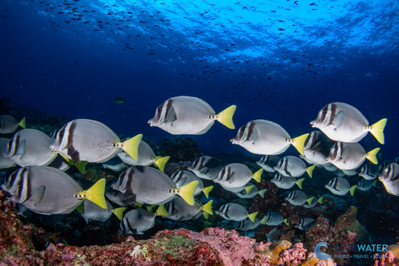 A school of yellowtail surgeonfish photographed with the Canon 7-14mm fisheye lens A school of yellowtail surgeonfish photographed with the Canon 7-14mm fisheye lens