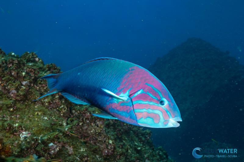 Quick autofocus was essential for photographing a wrasse with the Canon EOS R6 Mark III Quick autofocus was essential for photographing a wrasse with the Canon EOS R6 Mark III