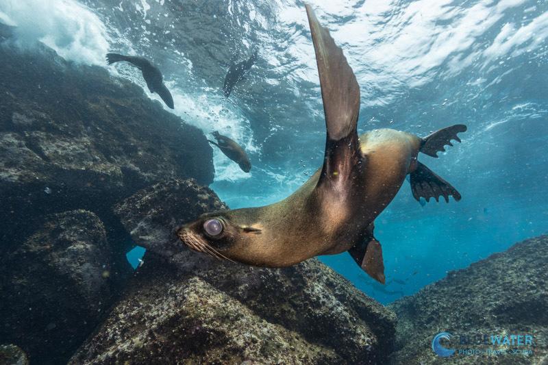 A juvenile sea lion photographed with the Canon EOS R6 Mark III camera A juvenile Galapagos sea lion photographed with the Canon EOS R6 Mark III camera