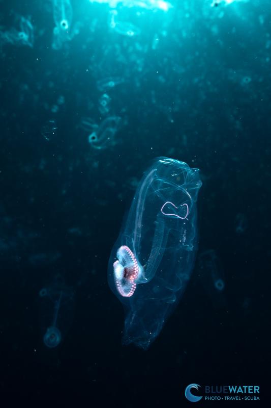 A salp photographed with the Canon EOS R6 Mark III and the Canon RF 14-35mm lens A salp photographed with the Canon EOS R6 Mark III and the Canon RF 14-35mm lens