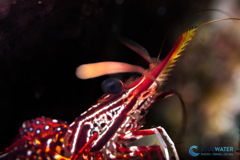 A macro photo captured with the Canon EOS R6 Mark III and the Canon RF 100mm macro lens A macro photo captured with the Canon EOS R6 Mark III and the Canon RF 100mm macro lens