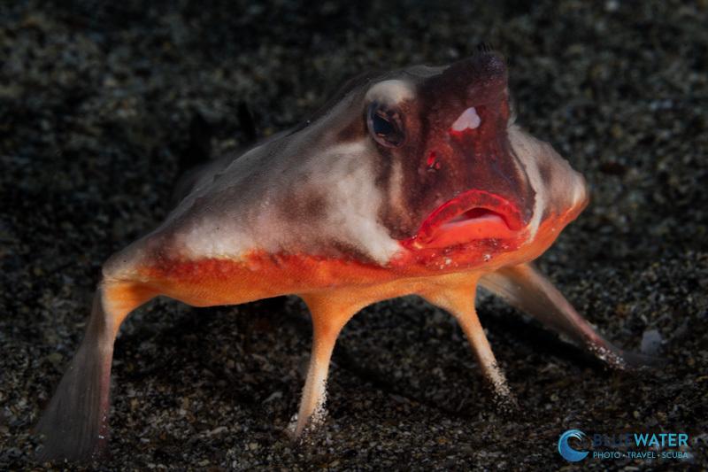Macro photography and video can be made a bit easier with in body image stabilization. This batfish was captured with the Canon EOS R6 Mark III and the Canon RF 100mm macro lens Macro photography and video can be made a bit easier with in body image stabilization. This batfish was captured with the Canon EOS R6 Mark III and the Canon RF 100mm macro lens