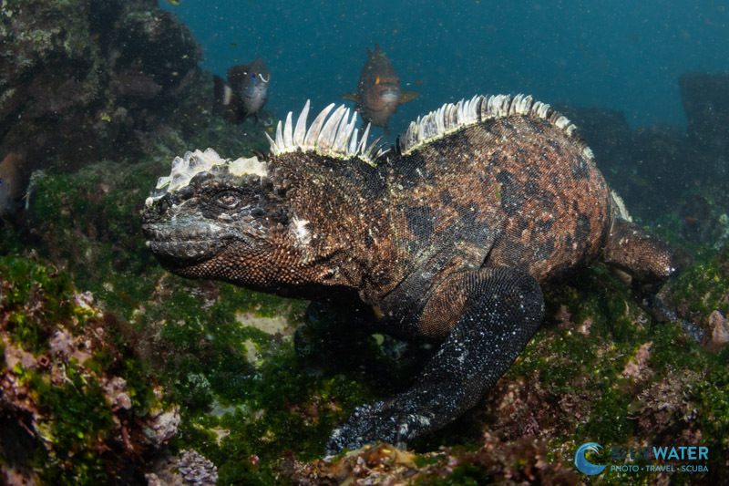 A marine iguana portrait photographed with the Canon RF 7-14mm fisheye lens @ 14mm A marine iguana portrait photographed with the Canon RF 7-14mm fisheye lens @ 14mm