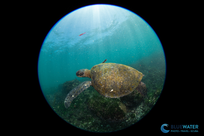 A 190 degree circular fisheye photo of a turtle captured at 7mm A 190 degree circular fisheye photo of a turtle captured at 7mm