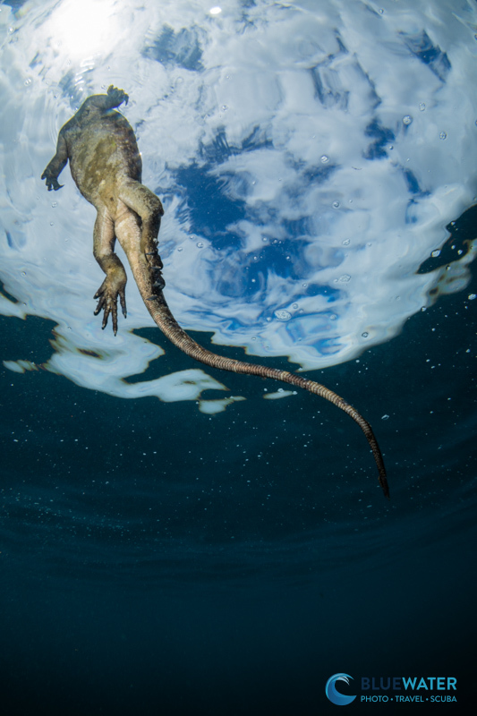 A marine iguana swims to the surface with the Canon RF 7-14mm capturing snell's window A marine iguana swims to the surface with the Canon RF 7-14mm capturing snell's window