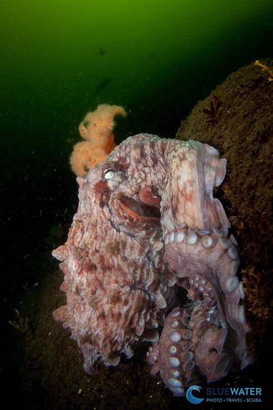 A lowlight image of a giant pacific octopus capture in less than 10 ft of visibility in the Pacific Northwest with the Canon EOS R6 Mark III. f/11, 1/40, ISO 1000 A lowlight image of a giant pacific octopus capture in less than 10 ft of visibility in the Pacific Northwest with the Canon EOS R6 Mark III. f/11, 1/40, ISO 1000