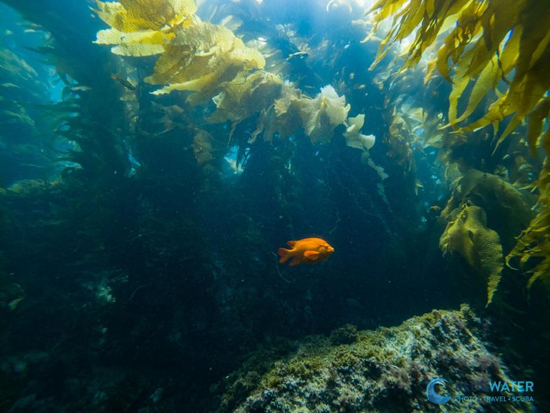 A 50 megapixel photo of a Garibaldi captured with the GoPro Mission 1 Pro