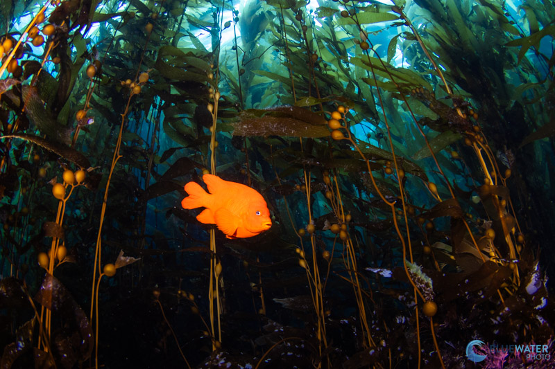 This photo was captured on a cloudy day in the dense kelp forests of Anacapa Island, California. We needed to bump up our ISO to 320 and lower out shutter speed to 1/40 in order to get details from the kelp (f/9). 