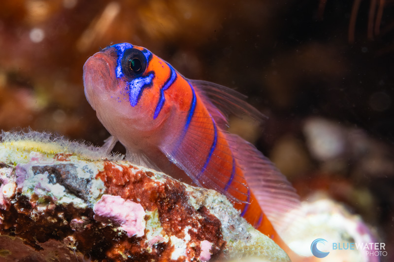 Nice creamy bokeh in this supermacro image of a blue banded goby captured with the Canon R100, Canon RF100mm macro lens, Kraken +13mm diopter, and a single Ikelite DS 230 strobe. f/22, 1/160, ISO 160