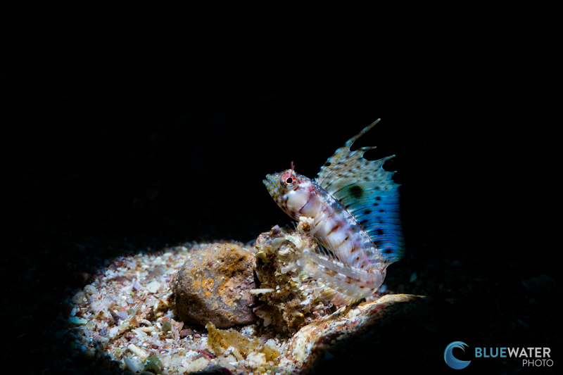 A tiny signal blenny photographed with a single Sea & Sea YS-D3 Duo strobe and snoot. 1/200, f/13, ISO 160