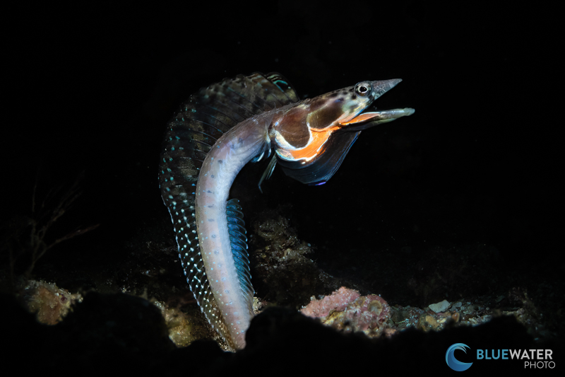 A male orange throat pike blenny photographed with the Sea & Sea YS-D3 Duo and a snoot. With snoot photography, it can be a good idea to use manual mode.