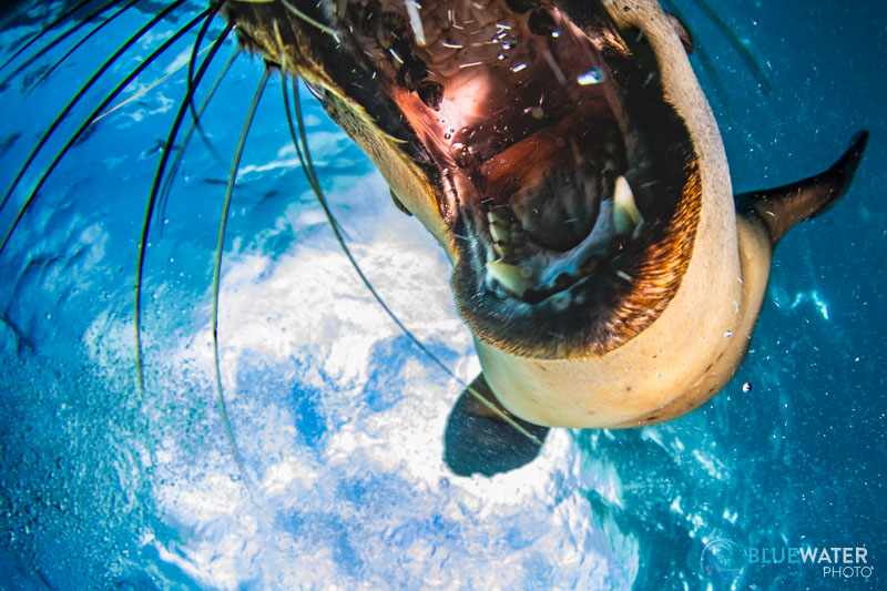  Even if the autofocus system on the R100 is not as advanced with AI features found in the R7, it is still capable of capturing quick animals like this playful sealion! Photographed with the Ikelite R100 housing, Tokina 10-17mm fisheye, and a single Ikelite DS 160 Mark II strobe. f/9, 1/160, ISO 200