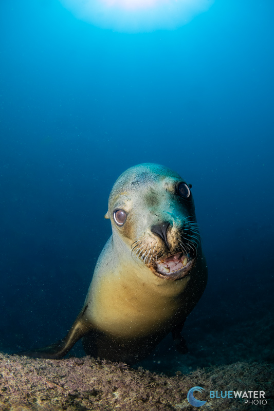 A curious sea lion photographed with the Tokina 10-17mm fisheye lens. 1/250, ISO 200, f/9