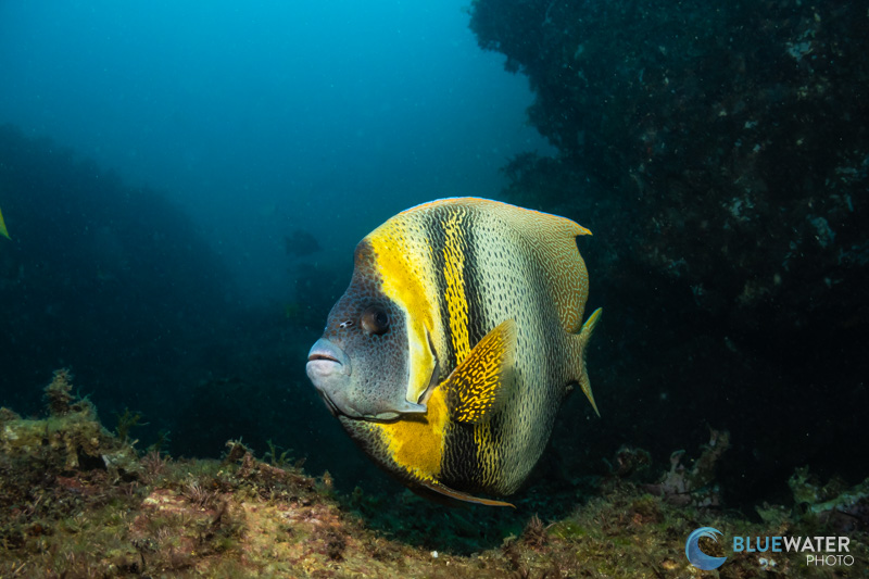 An angelfish photographed with the Canon R100 and the Canon RF 18-45mm f/4.5 - f/6.3 kit lens. The colors and details from the kit lens are excellent. The lens works with the dome port that comes in the R100 bundle. f/10, 1/80, ISO 400