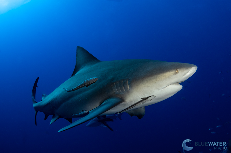 canon eos r10 shark photo