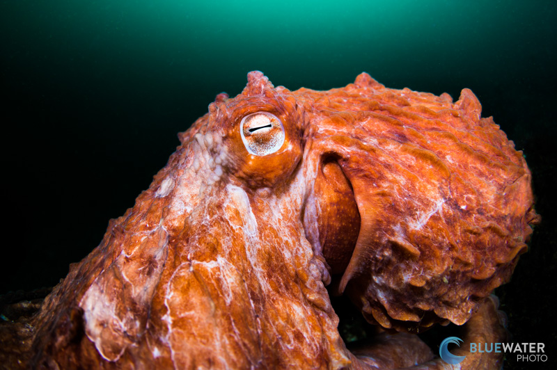 photographing octopus