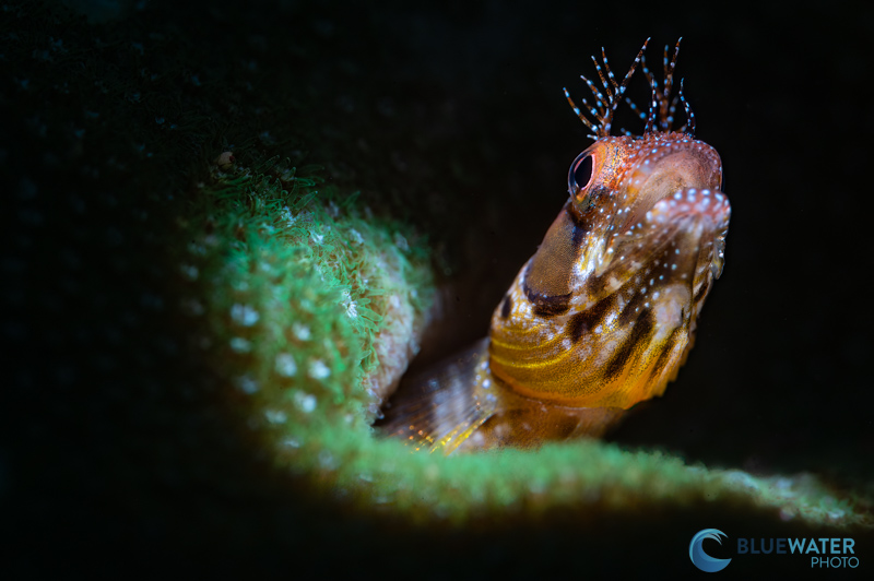blenny photographed with Marelux SOFT
