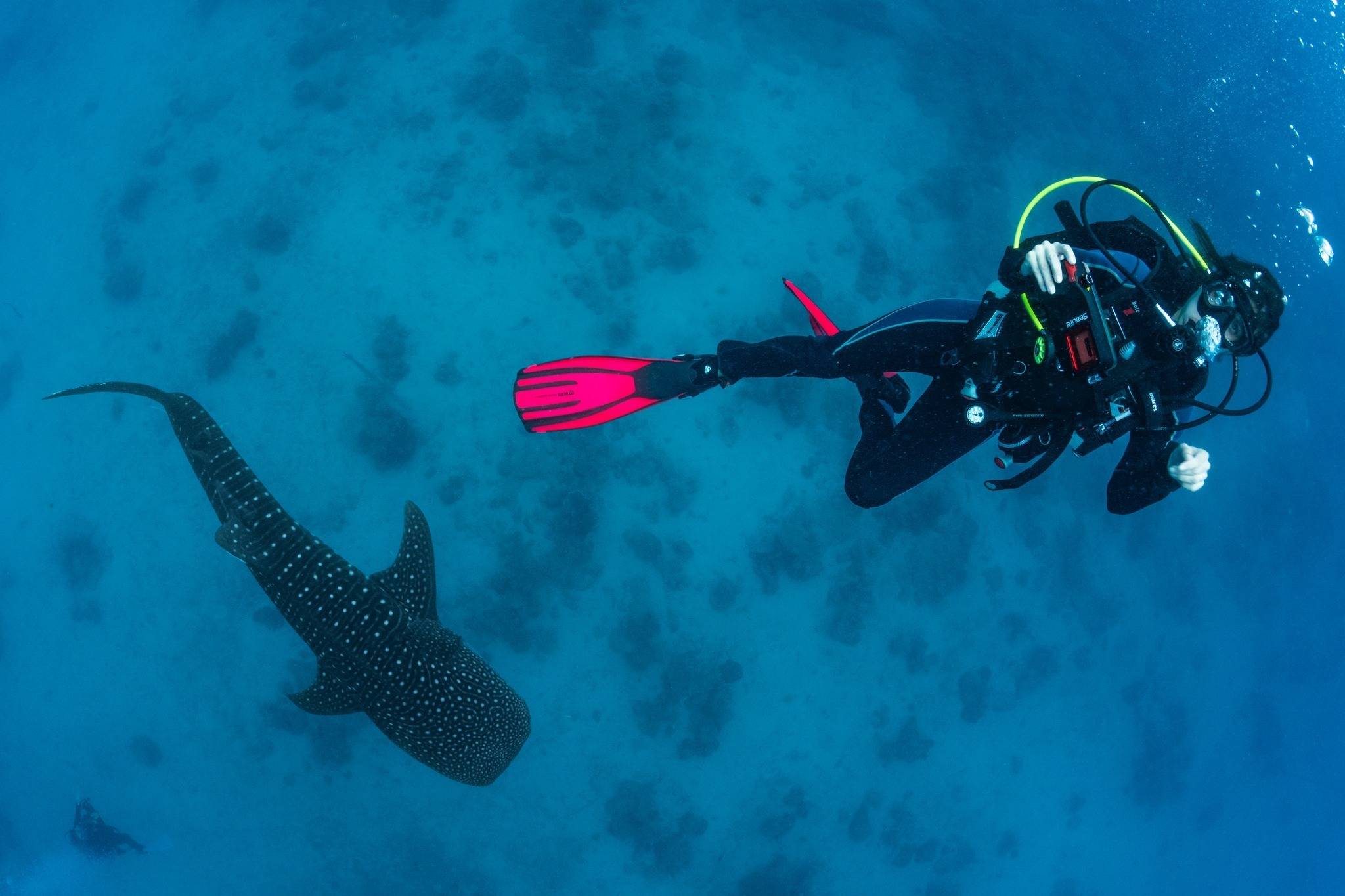 Scuba Essentials for Underwater Photography